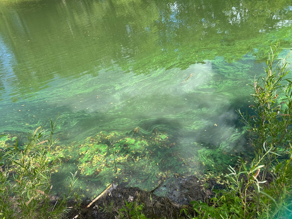 cyanobacteria