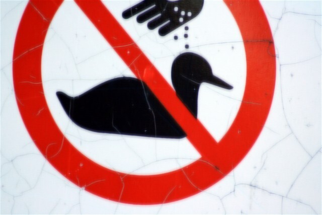 Do_not_feed_the_ducks