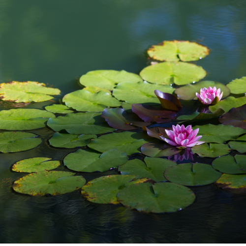 Lily-Pad-Flowers