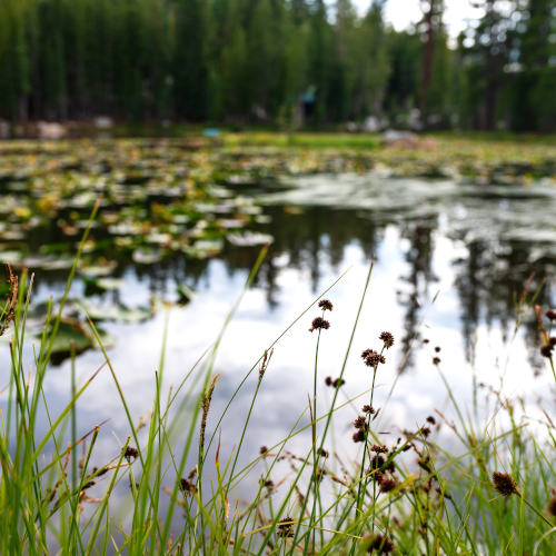 Pond-weeds