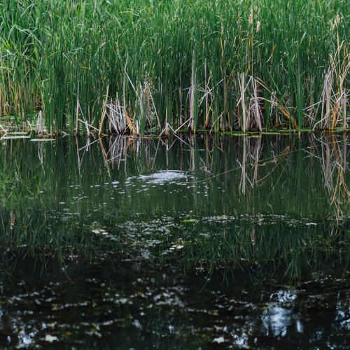 Pond