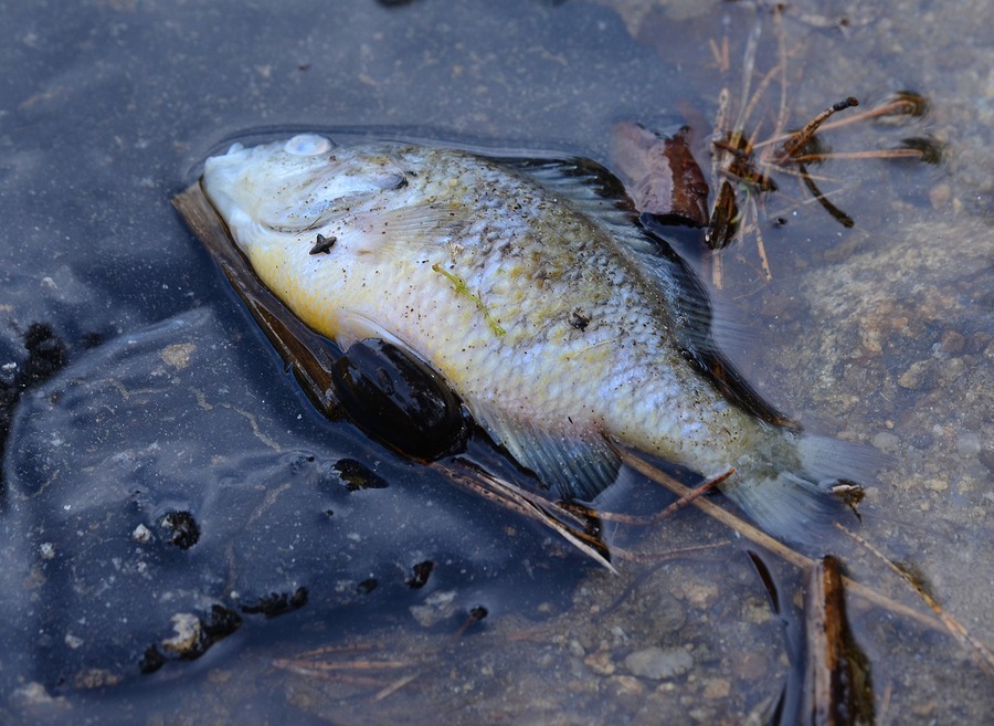 dead fish