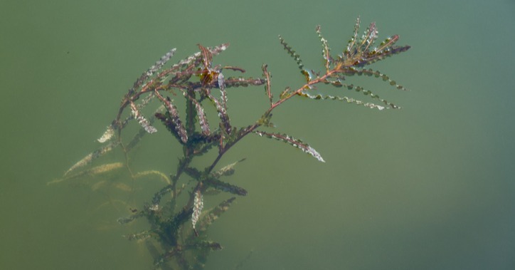 Curly leaf pondweed