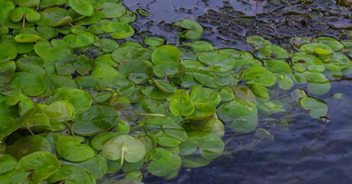European frog-bit