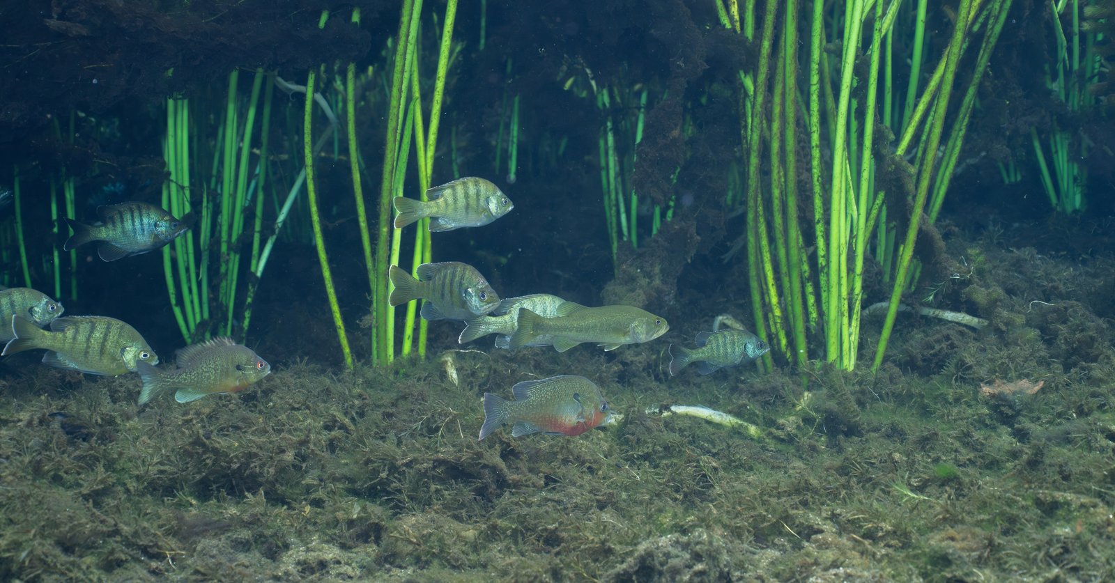 sunfish