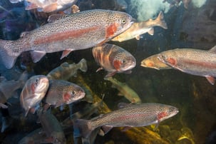 Rainbow trout
