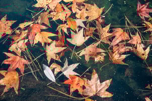 Leaves floating on pond surface