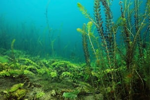 Pondweed underwater