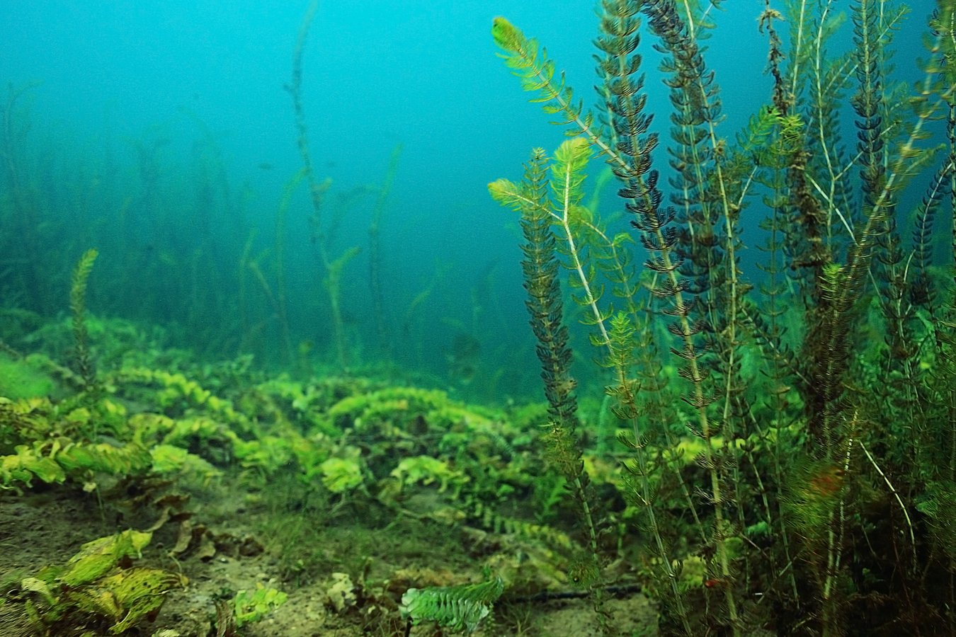 Pondweed underwater